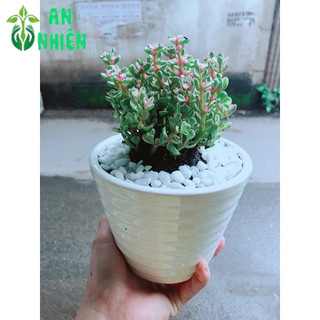 Chậu Đô La Hồng