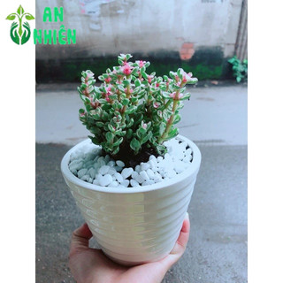 Chậu Đô La Hồng