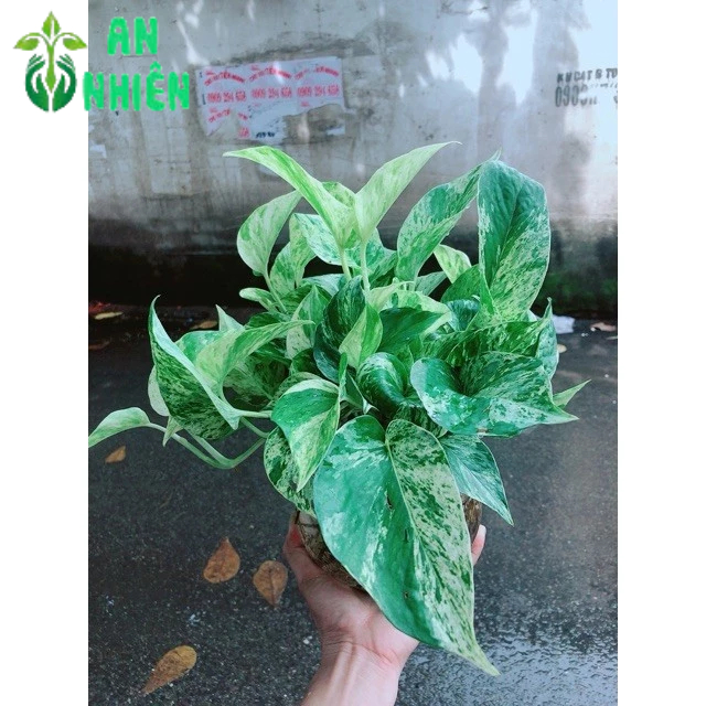 Chậu Trầu Bà Sữa Trồng Thuỷ Sinh