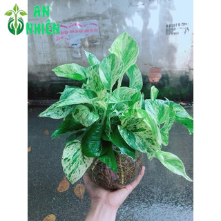 Chậu Trầu Bà Sữa Trồng Thuỷ Sinh