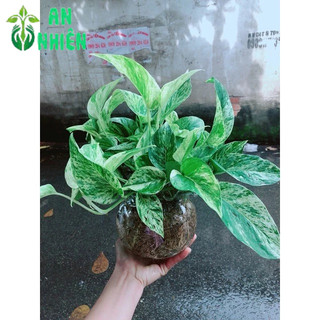 Chậu Trầu Bà Sữa Trồng Thuỷ Sinh