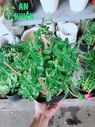 Hoa mười giờ sam
