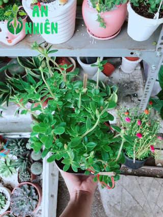 Hoa mười giờ sam