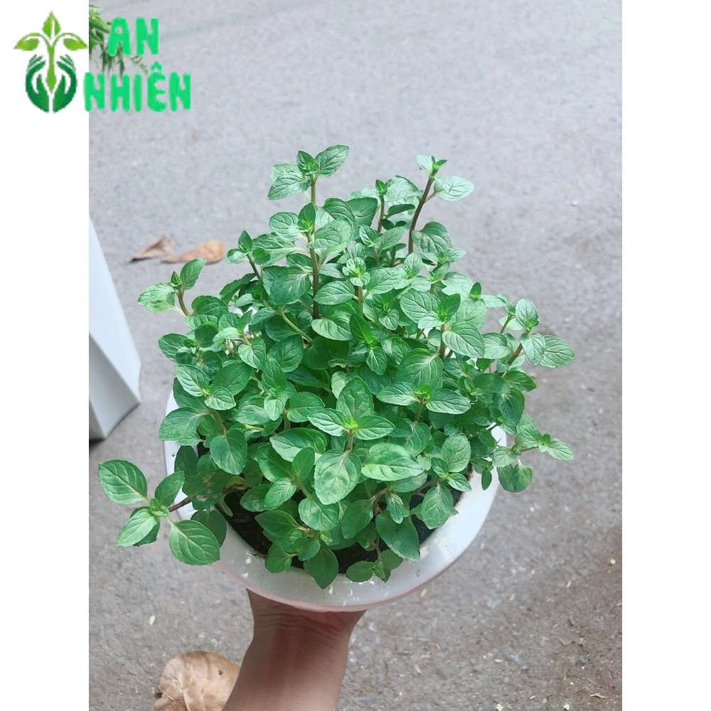Chậu Cây Bạc Hà