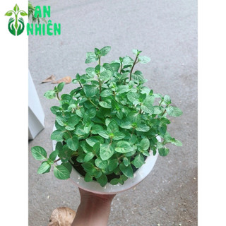 Chậu Cây Bạc Hà