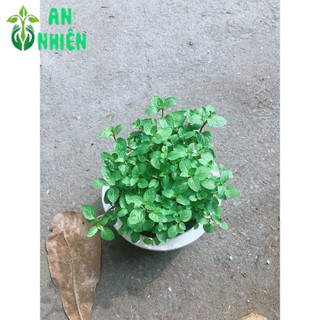 Chậu Cây Bạc Hà