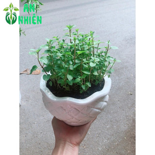 Chậu Cây Bạc Hà