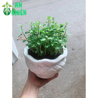 Chậu Cây Bạc Hà