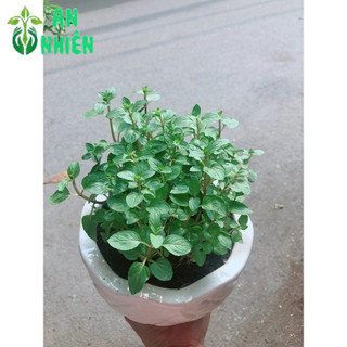Chậu Cây Bạc Hà