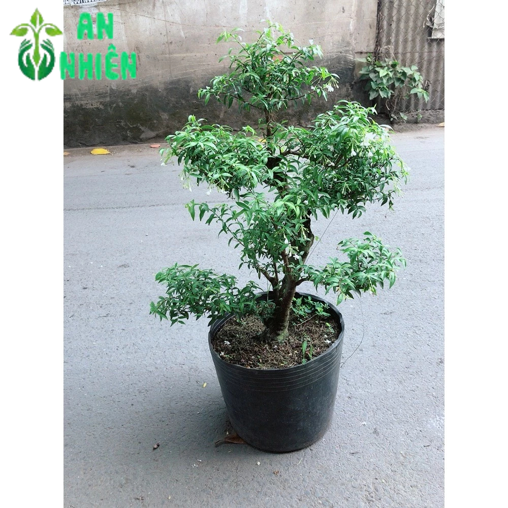 Mai Chiếu Thuỷ  Bonsai Size 50cm