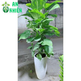 Chậu Cây Trầu Bà Leo Lớn
