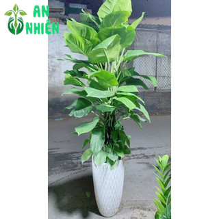 Chậu Cây Trầu Bà Leo Lớn