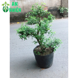 Mai Chiếu Thuỷ  Bonsai Size 50cm
