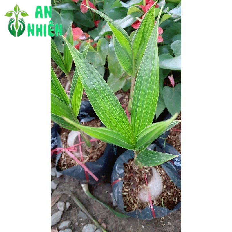 Cây Dừa Xiêm Lùn