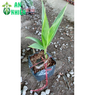 Cây Dừa Xiêm Lùn