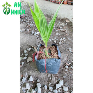 Cây Dừa Xiêm Lùn