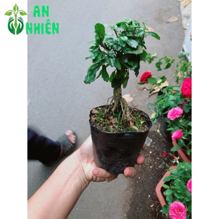 Cây Trà Phúc Kiến Bonsai Mini