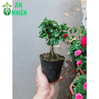 Cây Trà Phúc Kiến Bonsai Mini