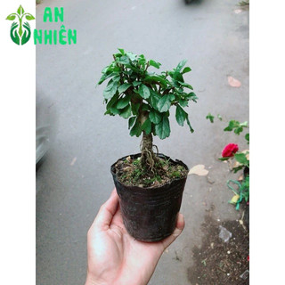 Cây Trà Phúc Kiến Bonsai Mini
