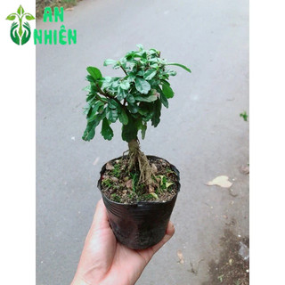 Cây Trà Phúc Kiến Bonsai Mini