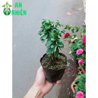 Cây Trà Phúc Kiến Bonsai Mini