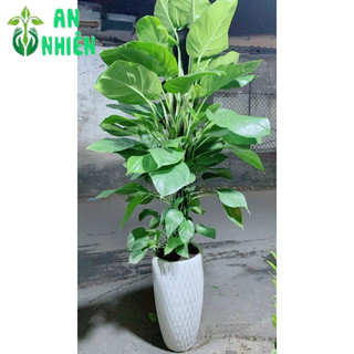 Chậu Cây Trầu Bà Leo Lớn