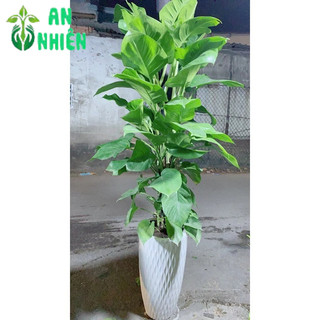 Chậu Cây Trầu Bà Leo Lớn