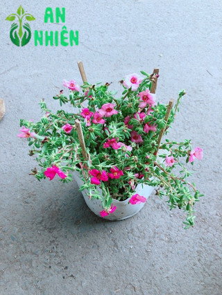 Hoa Mười Giờ Giống Mới
