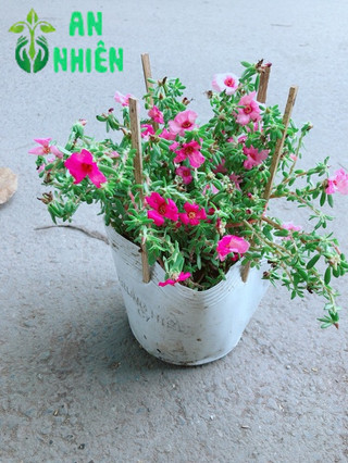 Hoa Mười Giờ Giống Mới