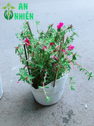 Hoa Mười Giờ Giống Mới