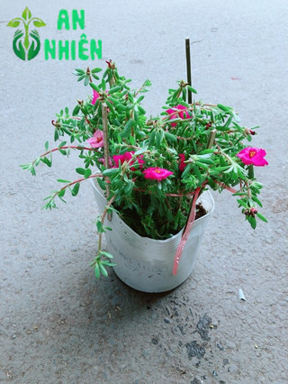Hoa Mười Giờ Giống Mới