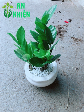 Chậu Kim Tiền Thái