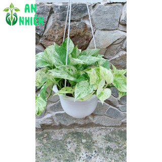 Chậu Trầu Bà Sữa