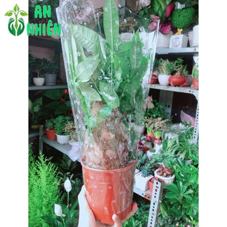 Kim Ngân 1 Thân Lớn