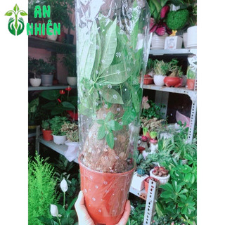 Kim Ngân 1 Thân Lớn