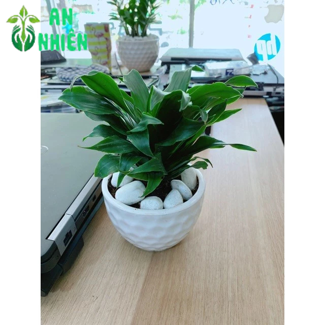 Chậu Cây Phát Tài
