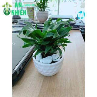 Chậu Cây Phát Tài