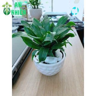 Chậu Cây Phát Tài