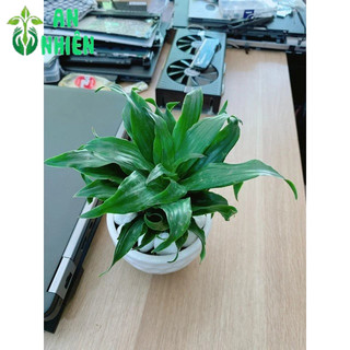Chậu Cây Phát Tài