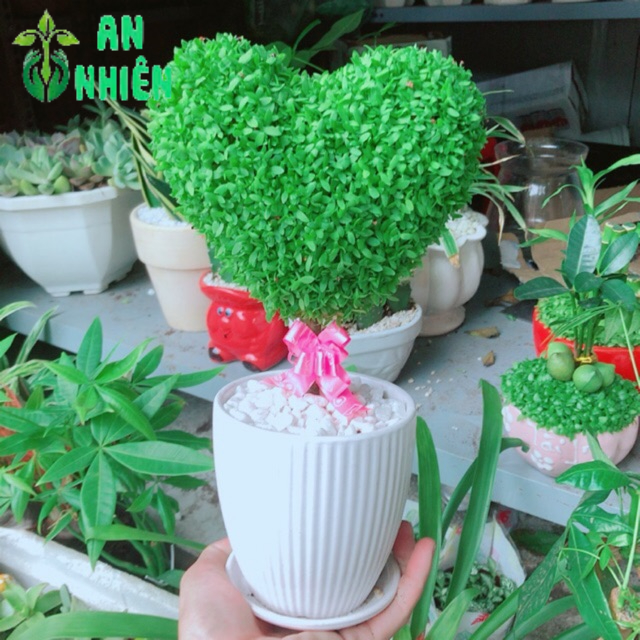 Chậu cây may mắn trái tim
