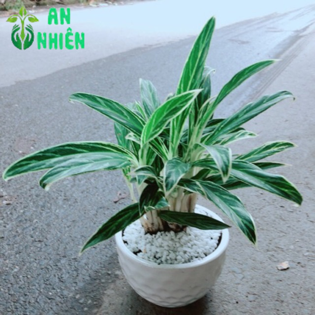 Chậu cây giữ tiền