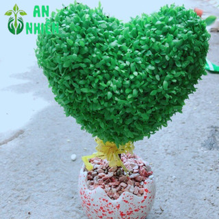 Chậu cây may mắn trái tim