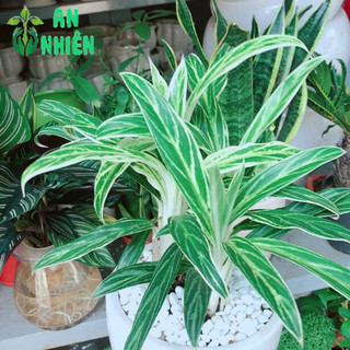Chậu cây giữ tiền
