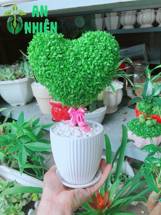Chậu cây may mắn trái tim