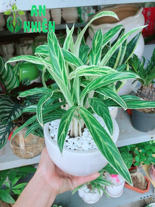Chậu cây giữ tiền