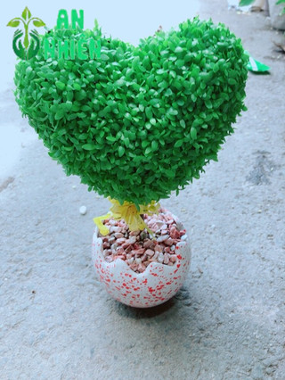 Chậu cây may mắn trái tim