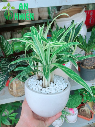 Chậu cây giữ tiền