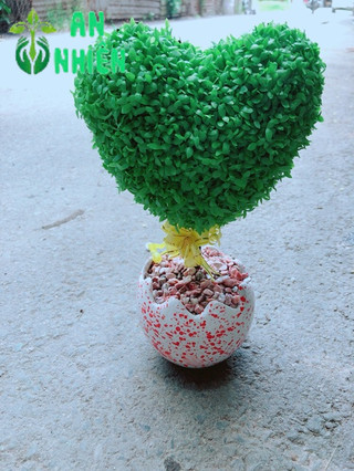 Chậu cây may mắn trái tim