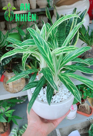 Chậu cây giữ tiền
