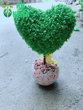 Chậu cây may mắn trái tim